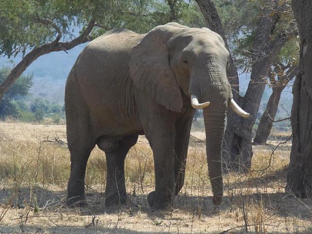 Mana Pools Camp, Elefant im Vorgarten!