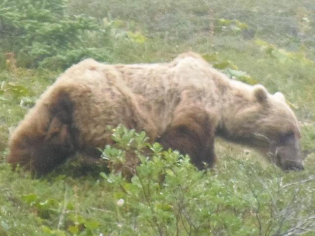 Grizzly am Sable Pass