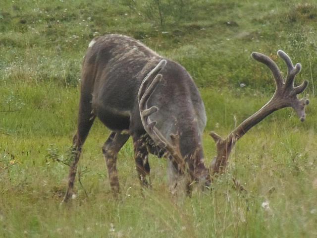 Karibu-Bulle in der Tundra