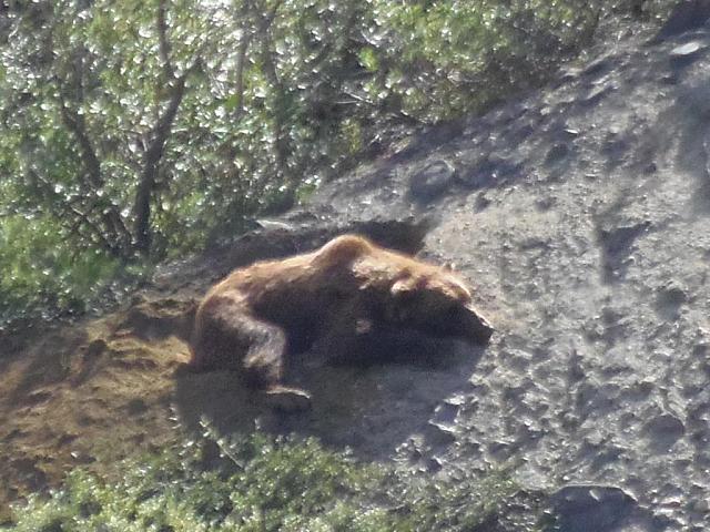 Schlafender Grizzly im Steilhang