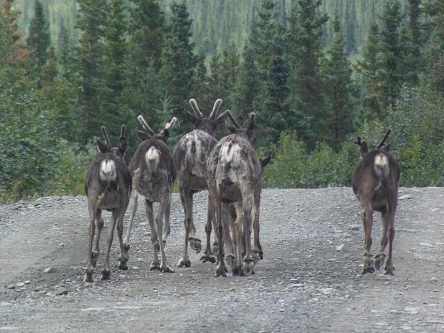 Karibu-Herde am Denali Highway