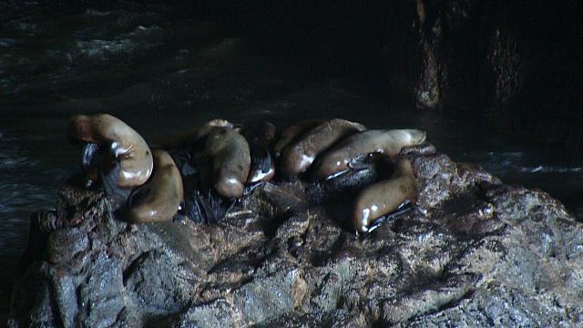 Oregon Coast, Sealions Cave