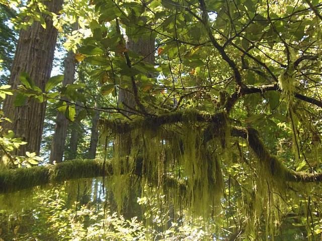 Dschungel Redwood National Park