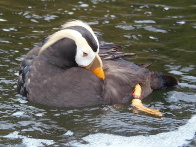 Oregon Coast Aquarium