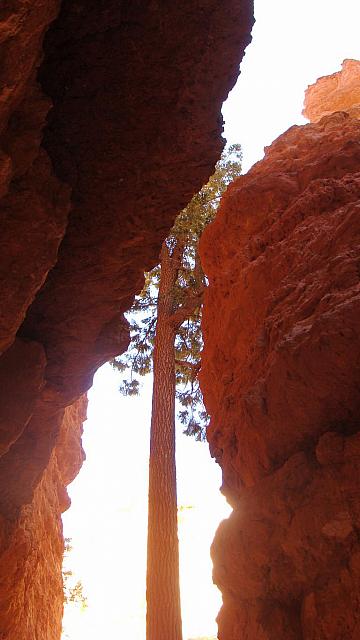 Baumriesen im Bryce Canyon