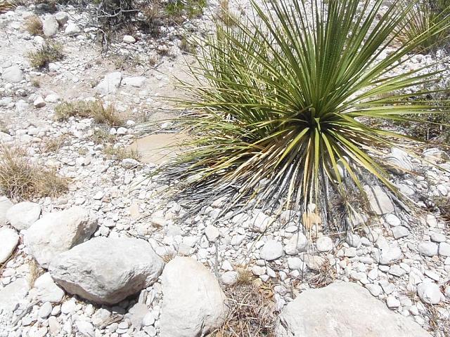 McCittrick Canyon, typische Pflanze der Chihuahua-Wüste