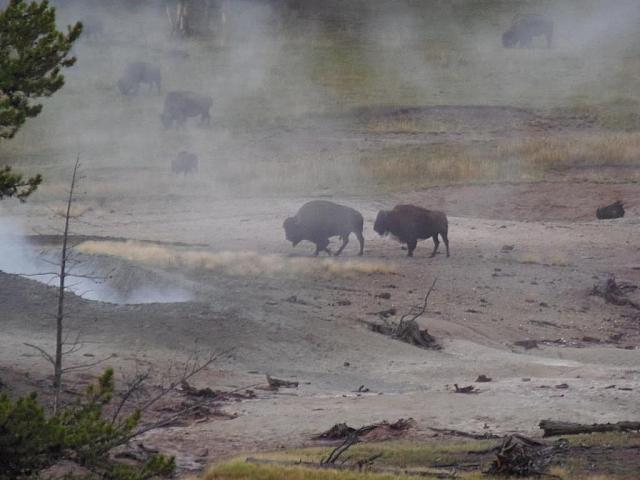 Bisons im frühmorgendlichen Dampf des Yellowstone River