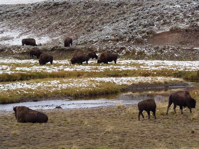 Yellowstone: Bisons im Schnee