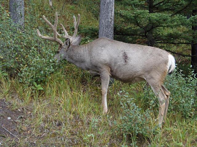 Wapiti Hirsch beim Tunnel Mountain Campground in Banff