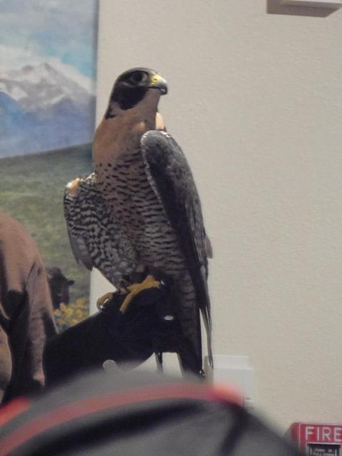 Buffalo Bill Center:  Hawk in the prairie