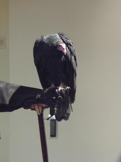 Buffalo Bill Center:  Turkey Vulture in the prairie