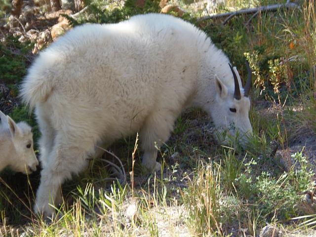 Wildschafe beim Mount Rushmore