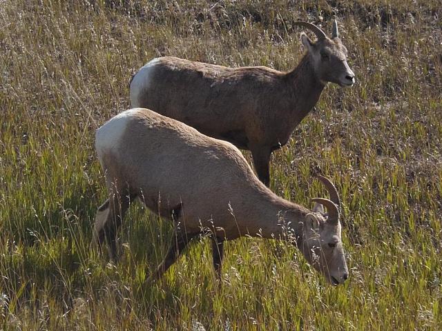 Dickhornschafe, Badlands National Park