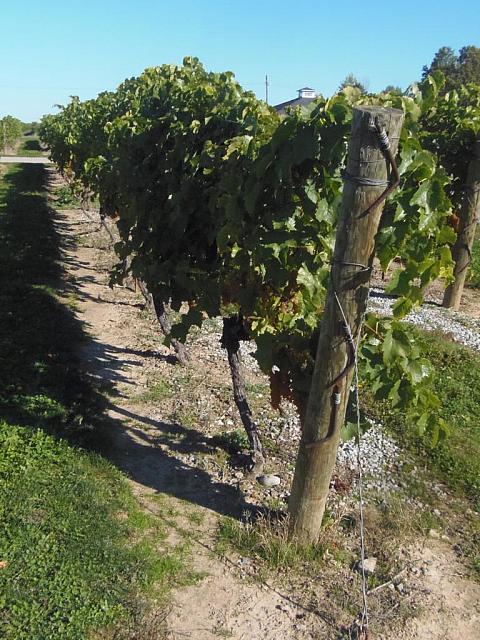 Niagara on the Falls, Inniskillin Winery