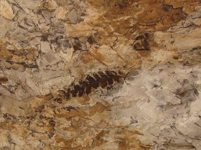 Parque Nacional Ischigualasto / Fossil