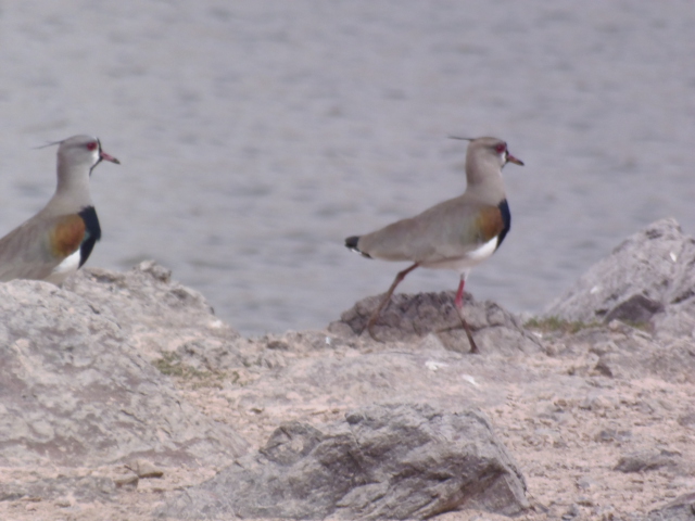 Fauna an den Lagunas de Yala