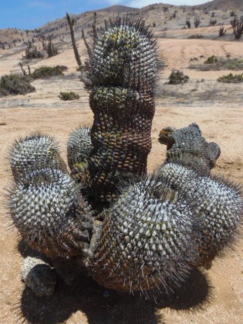 Parque Pan de Azúcar: Erstaunliche Kakteen