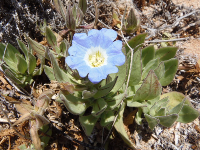 Parque Pan de Azúcar: Blüten in der Wüste