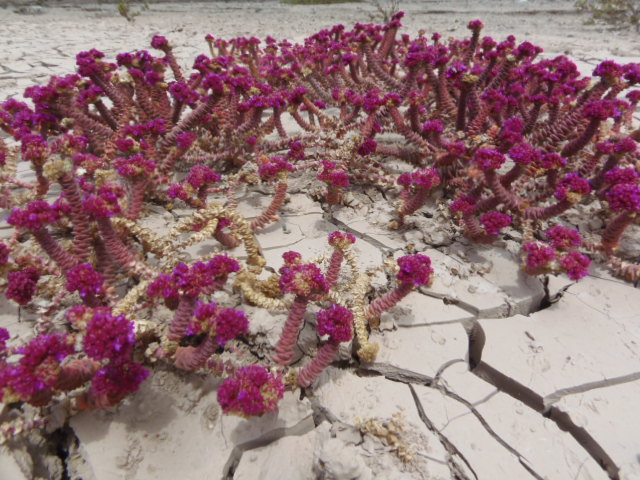 Parque Pan de Azúcar: Blüten in der Wüste