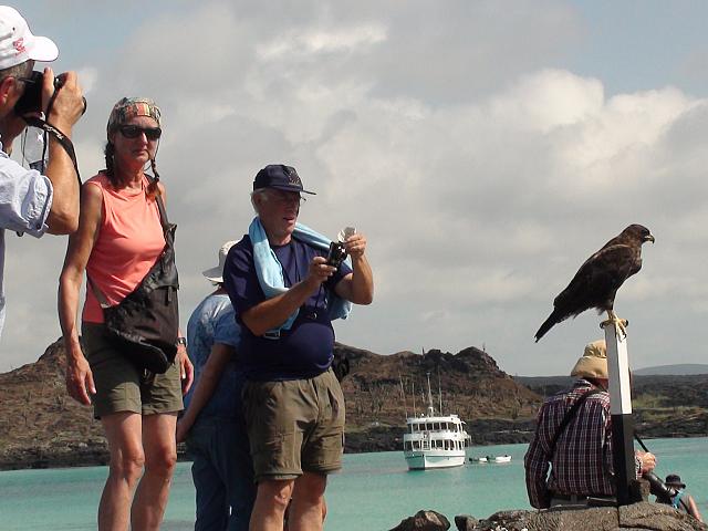 25.2.: Nahe beim Galapagos-Bussard