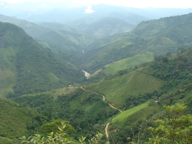 Immergrüner Dschungel in Ecuador