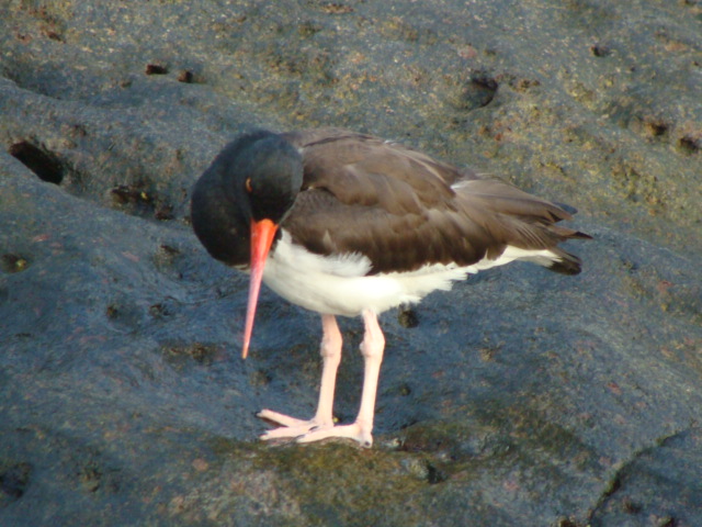 26.2.: Galapagos-Vogelart