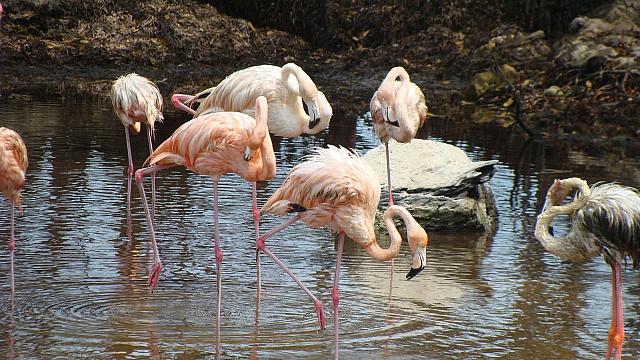 Zerzauste Flamingos auf San Bernardo