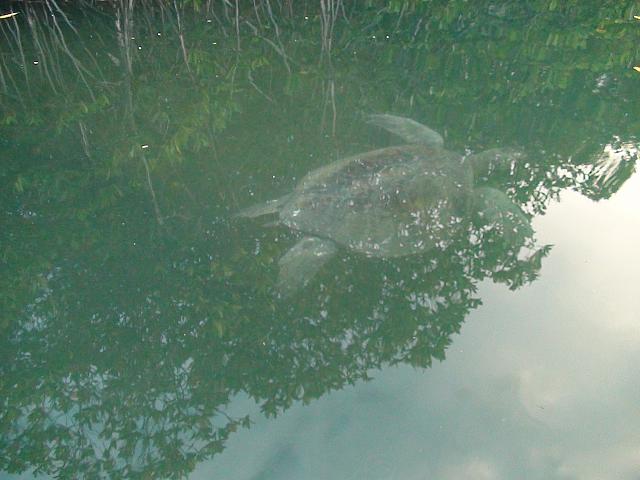 3.3.: Wasserschildkröte