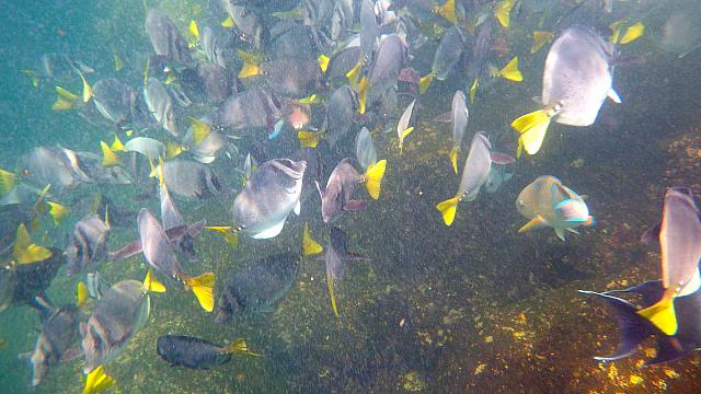 Schnorcheln im Aquarium