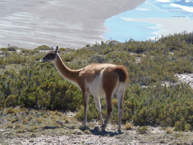 Parque Monte León:  Guanaco an der Küste