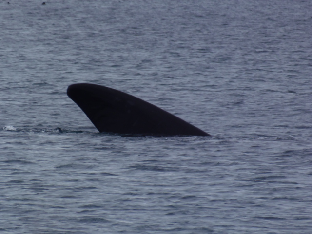 Wale in der Bucht vor Puerto Madryn