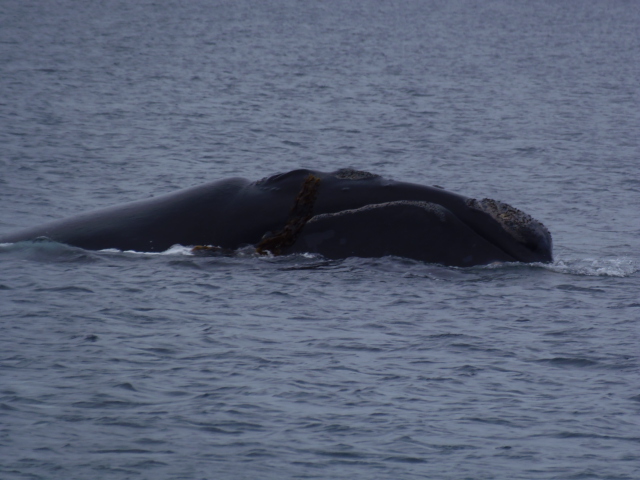 Wale auf 20 m Abstand, Punto Pardelas, Valdes