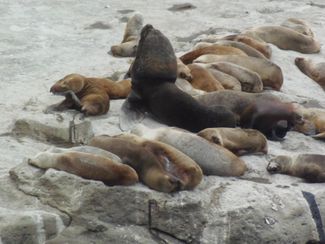 Seelöwe mit Harem bei Punta Caleta, Valdes