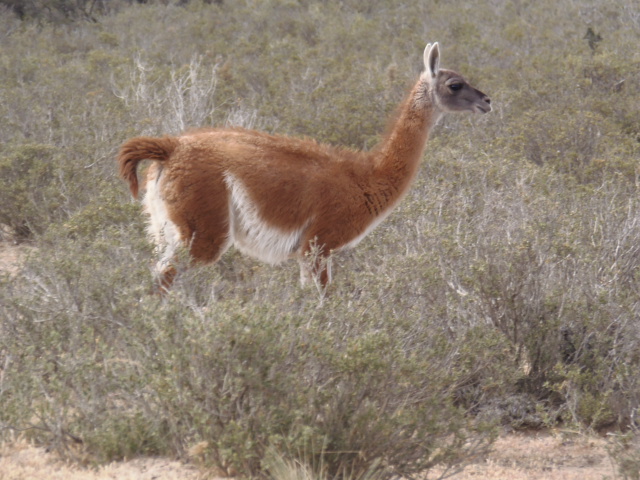 Guanaco, Valdes