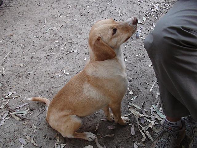 unser Wachhund auf dem Campingplatz Rivadavia ausserhalb von San Juan