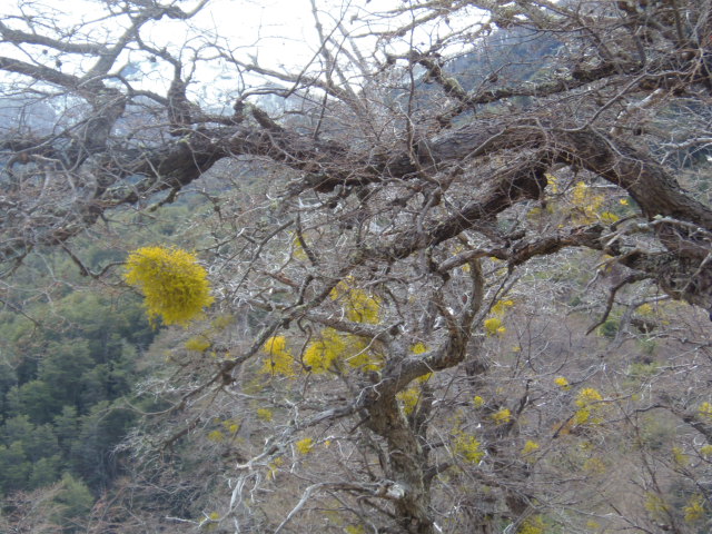 "Laternen" im Parque Nacional Lanín