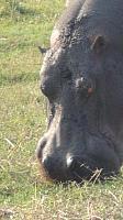 Bootstrip auf dem Chobe River