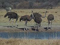 Khama Rhino Sanctuary, Straussen-Damen