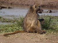 Senyati Safari Camp, Baboon