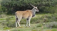 Elen-Antilope, De Hoop NR