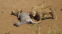 Krüger NP Shingwedzi, Löwinnen fressen ein Zebra