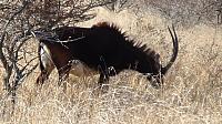 Polokwane Game Reserve, Rappenantilope (m)