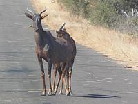 Krüger NP Shingwedzi, Leierantilopen