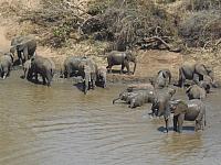 Krüger NP Shingwedzi, Elefanten-Treffen an der Tränke