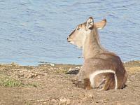 Krüger NP Shingwedzi, Wasserbock