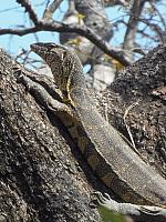 Krüger NP, Mopani, Nilwaran