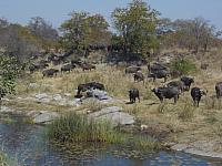 Krüger NP, Mopani, Kaffernbüffel-Herde