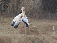 Krüger NP, Skukuza, Nimmersatt-Störche