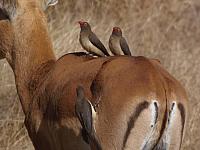 Krüger NP, Skukuza, Impala-Antilope mit Madenhackern