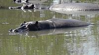 Game Drive im Kafue, Hippos